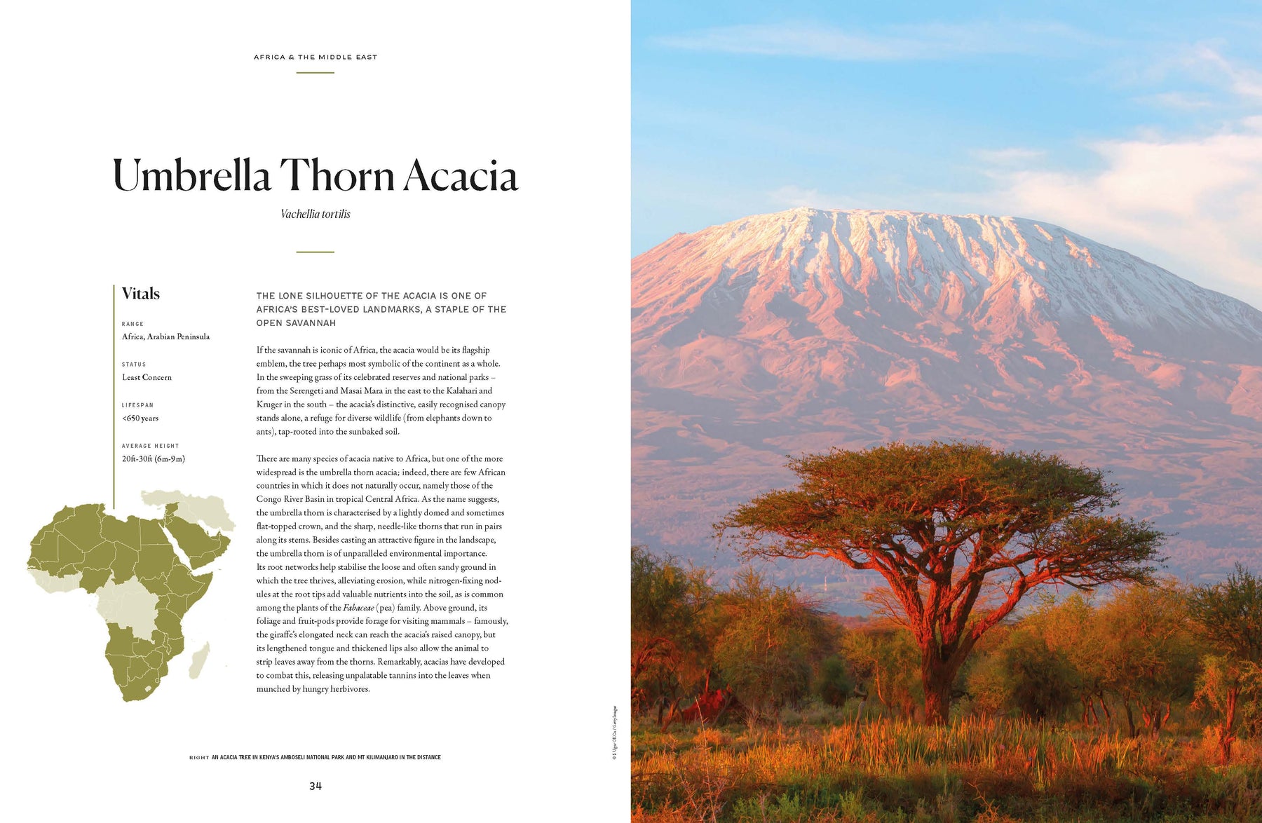 The Tree Atlas