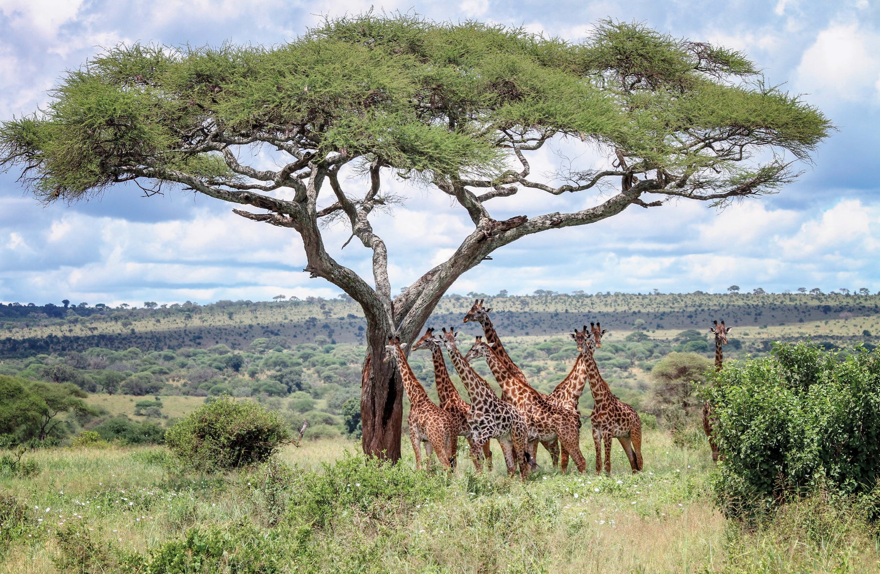 The Tree Atlas