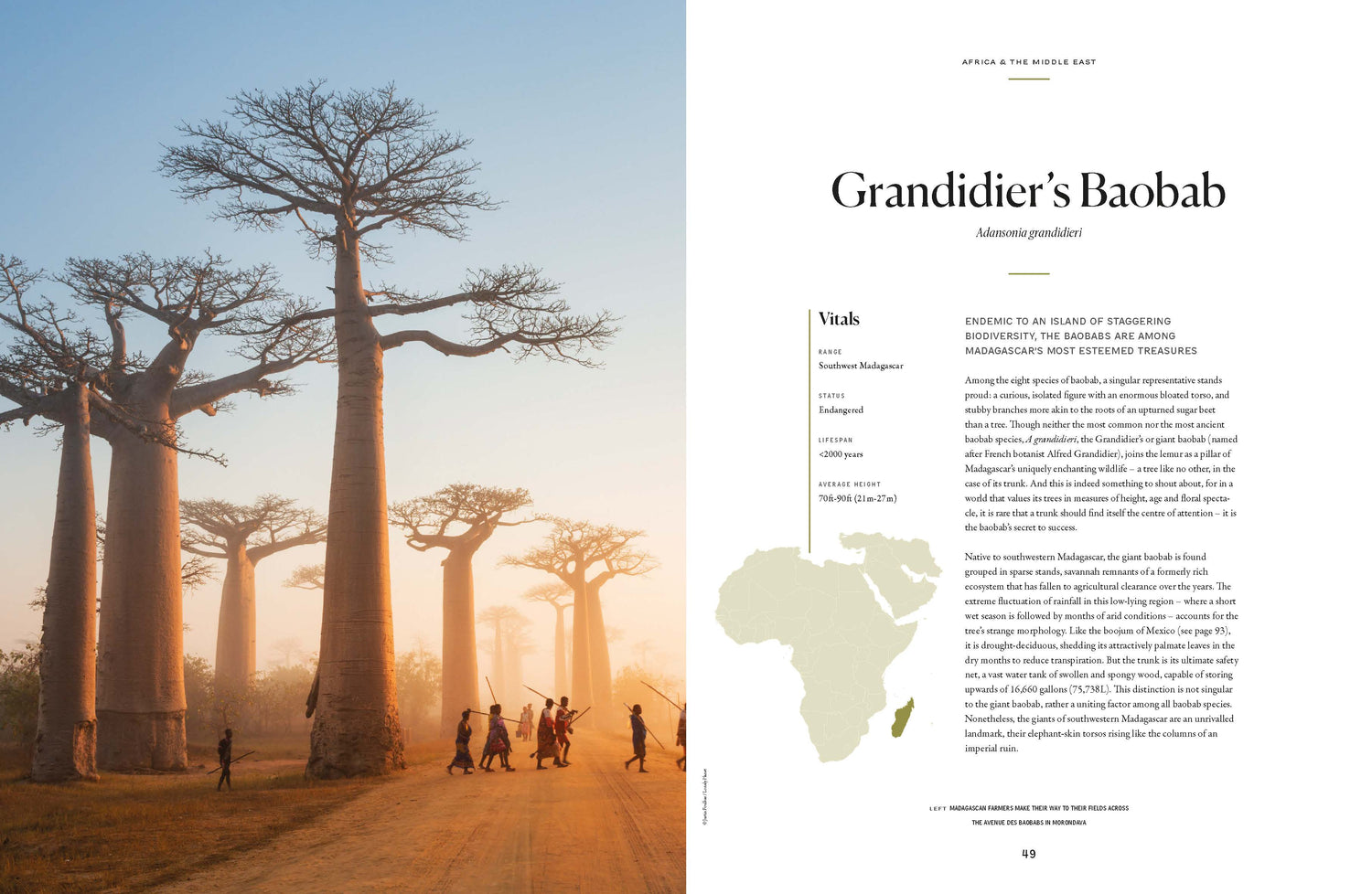 The Tree Atlas