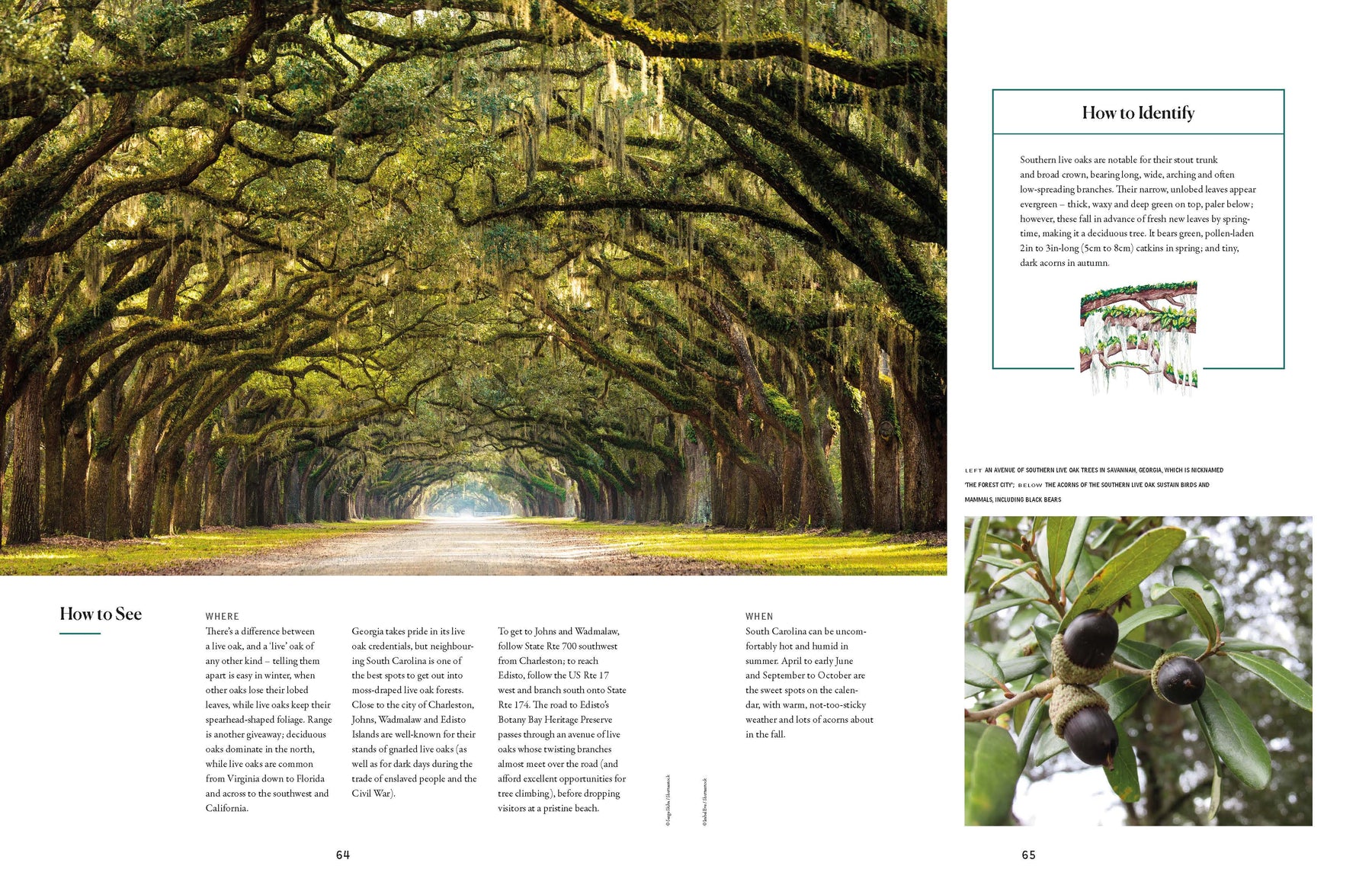 The Tree Atlas