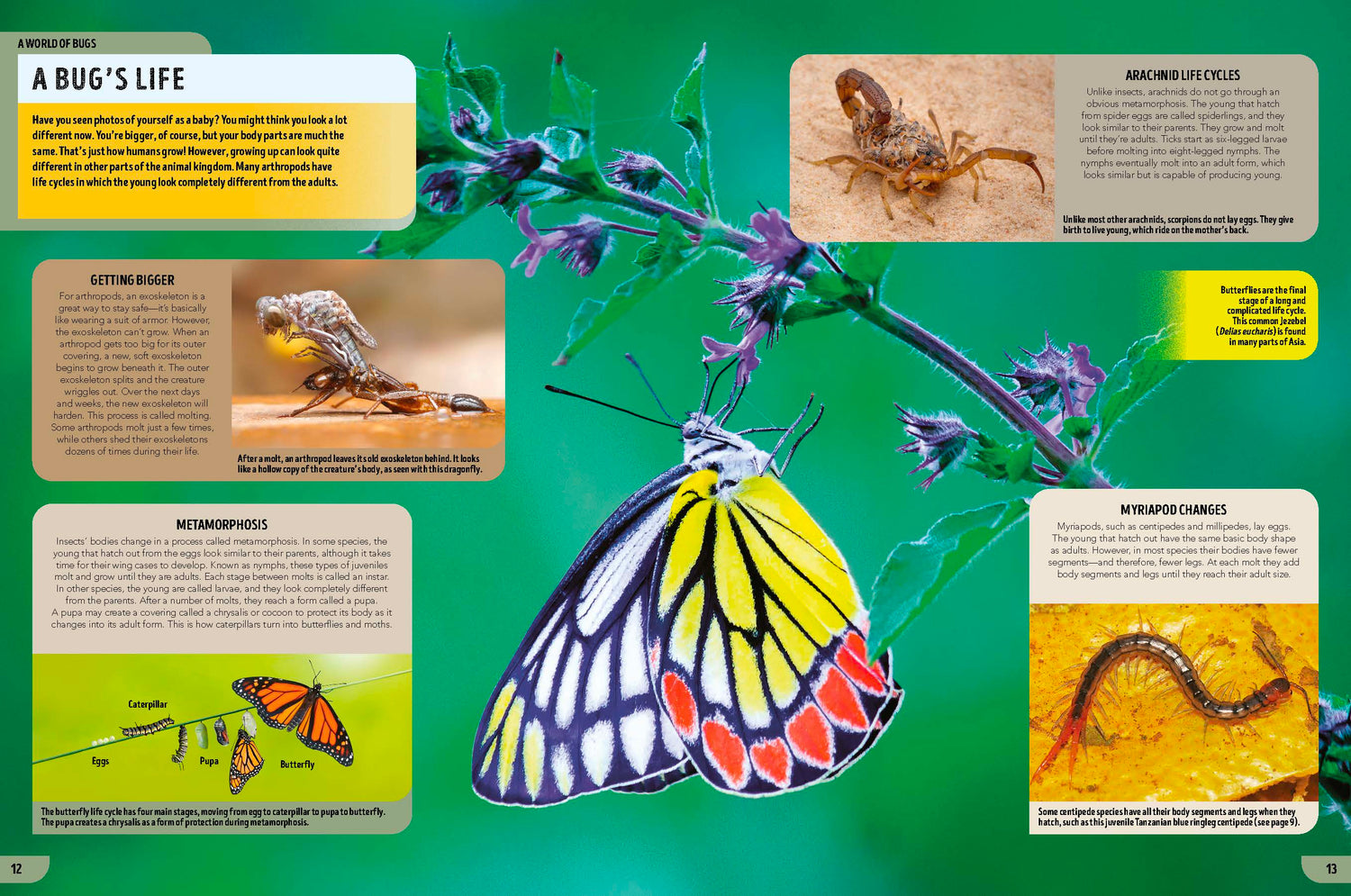 The Bugs Book (North & South America edition)