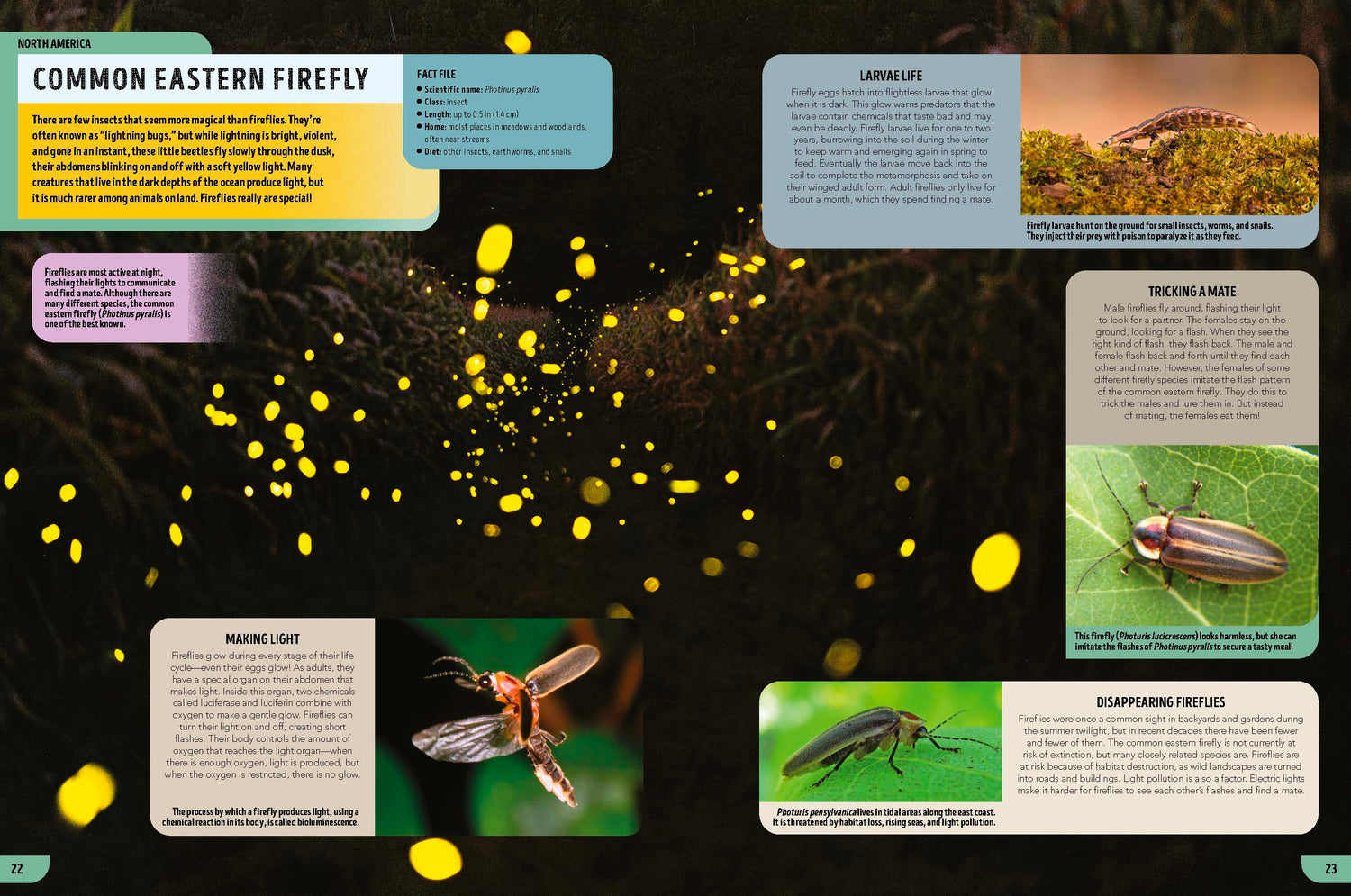The Bugs Book (North & South America edition)