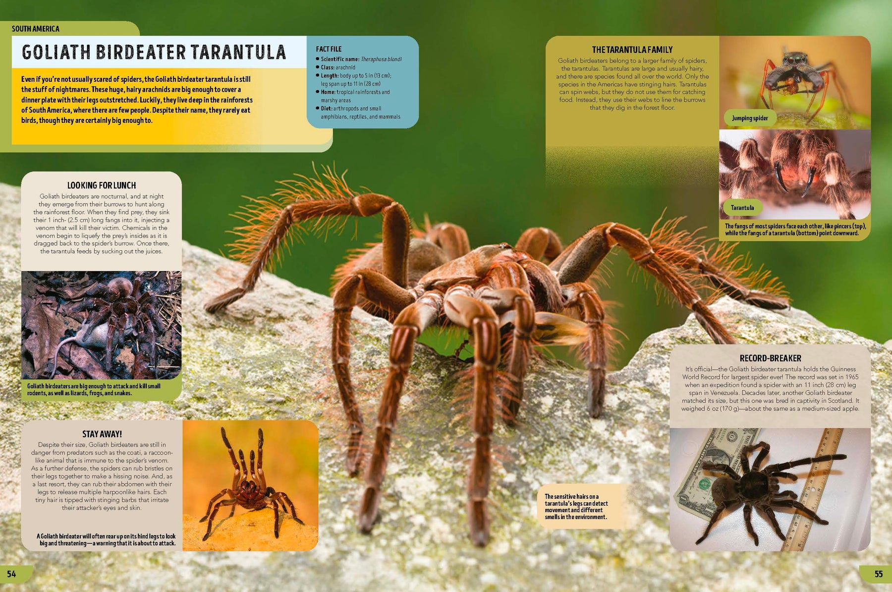 The Bugs Book (North & South America edition)