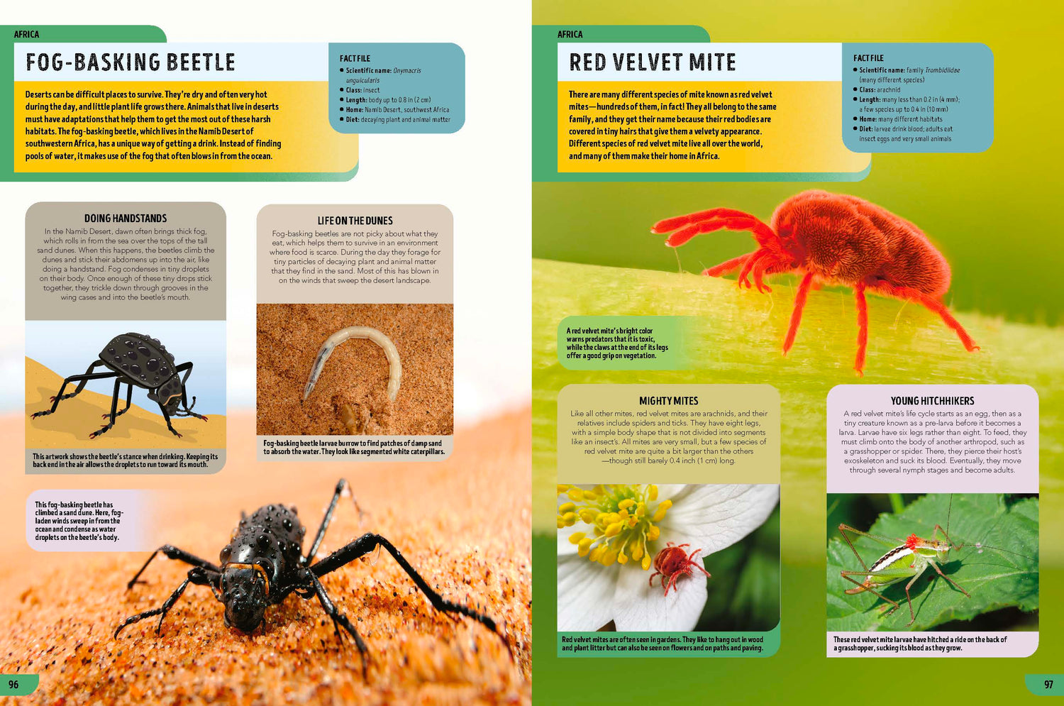 The Bugs Book (North & South America edition)