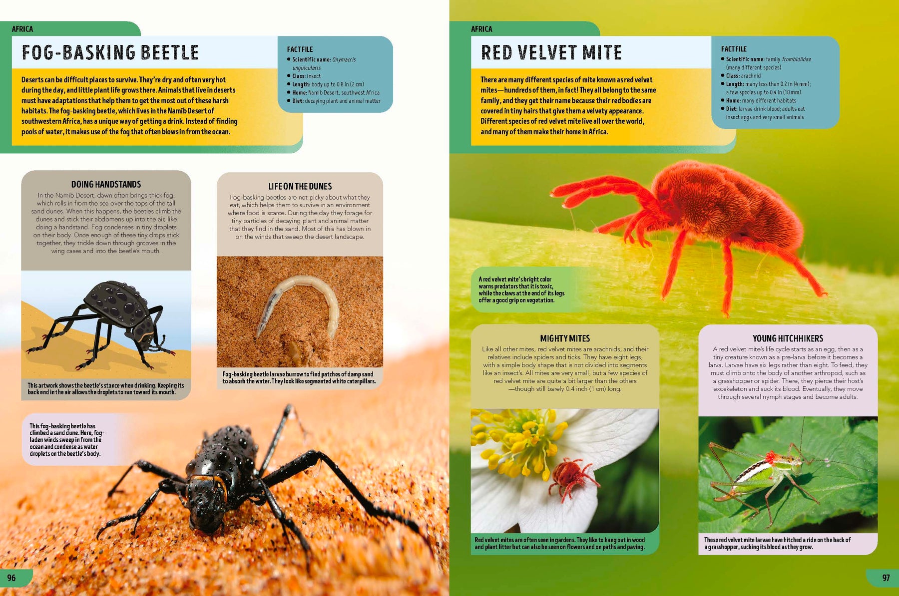 The Bugs Book (North & South America edition)