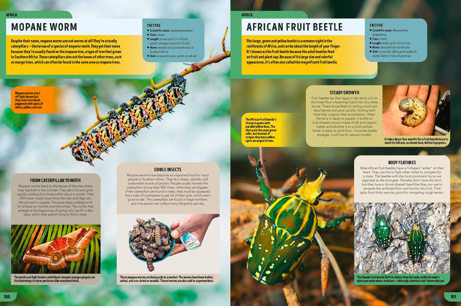 The Bugs Book (North & South America edition)