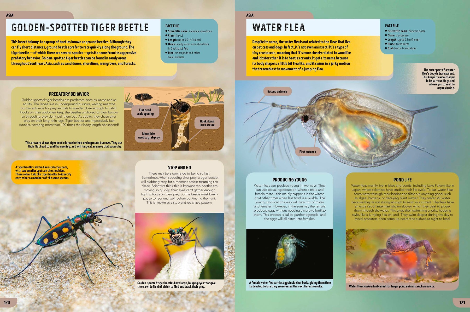 The Bugs Book (North & South America edition)