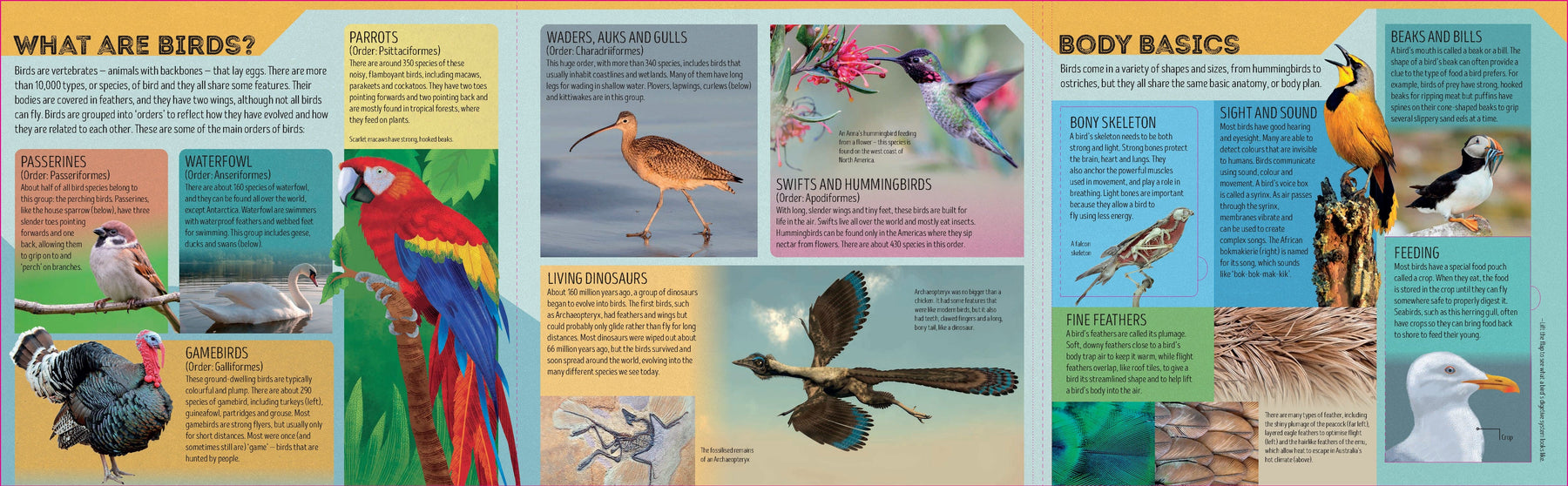 Bird Atlas (North and South America edition)