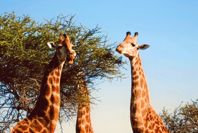 Safari South Africa Style